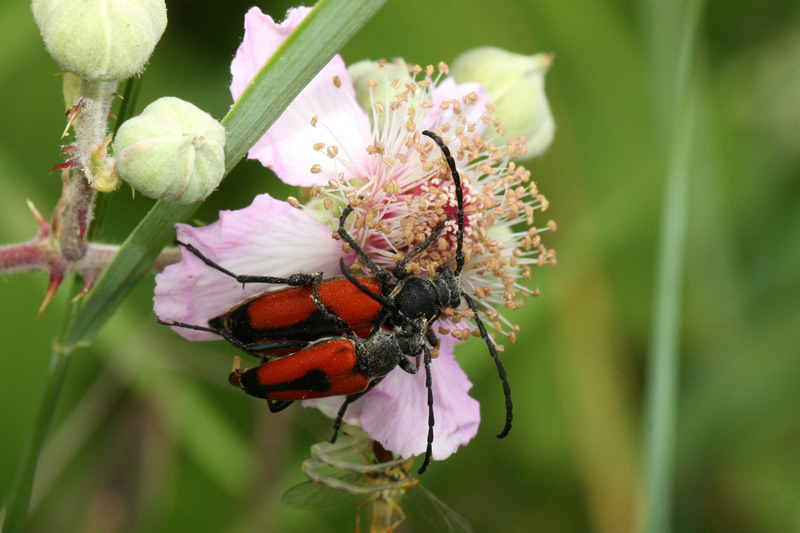 Purpuricenus? no, Stictoleptura cordigera